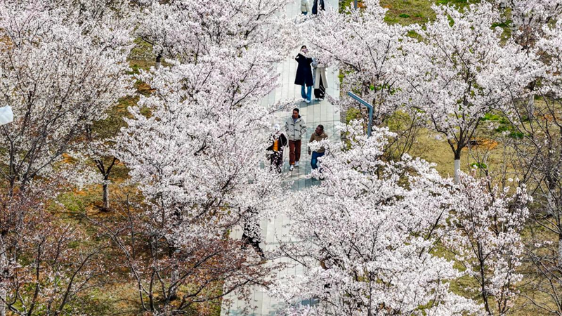 해안에 만개한 벚꽃으로 옌타이 봄철 문화관광 소비 열기에 불 지펴